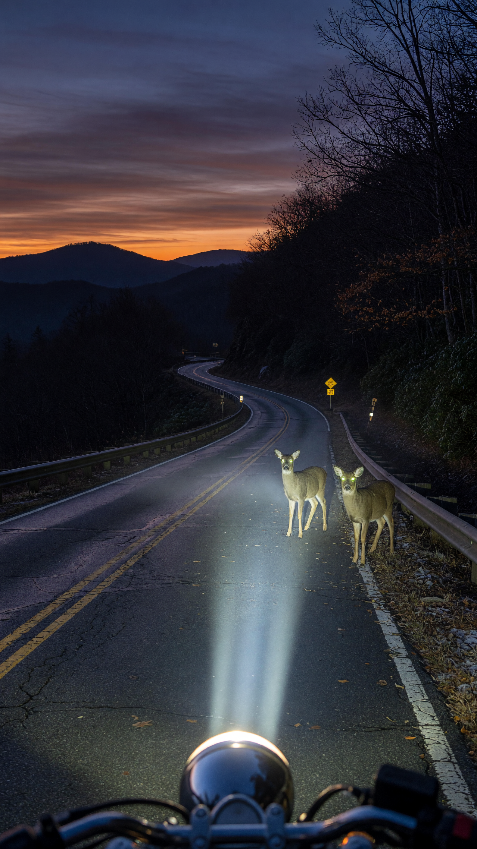 Deer In The Headlight
