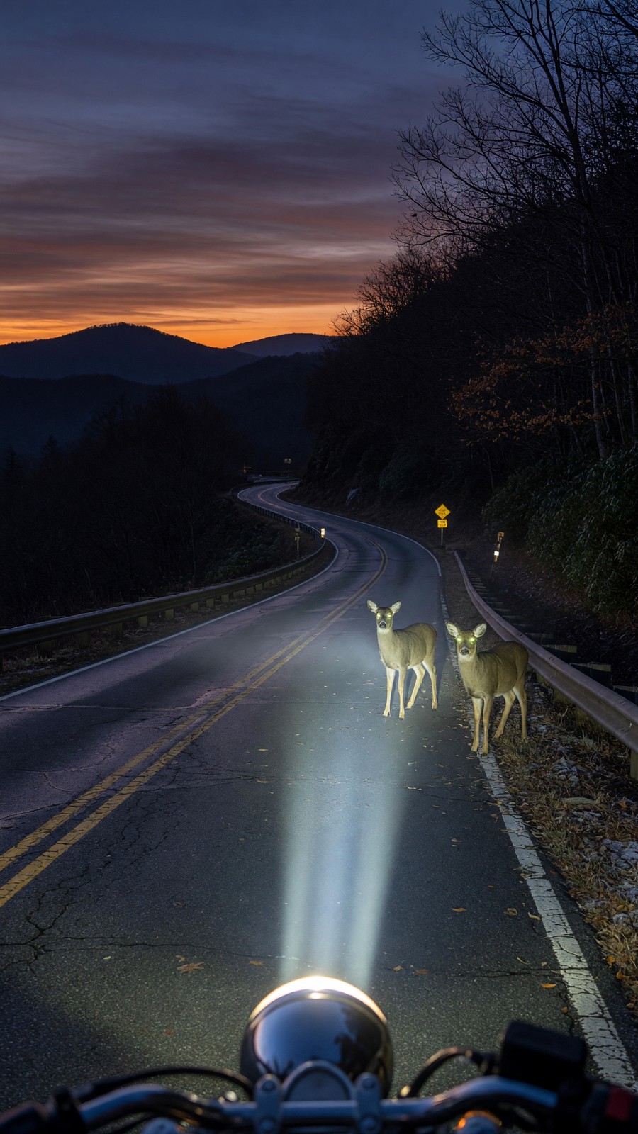 Deer In The Headlight
