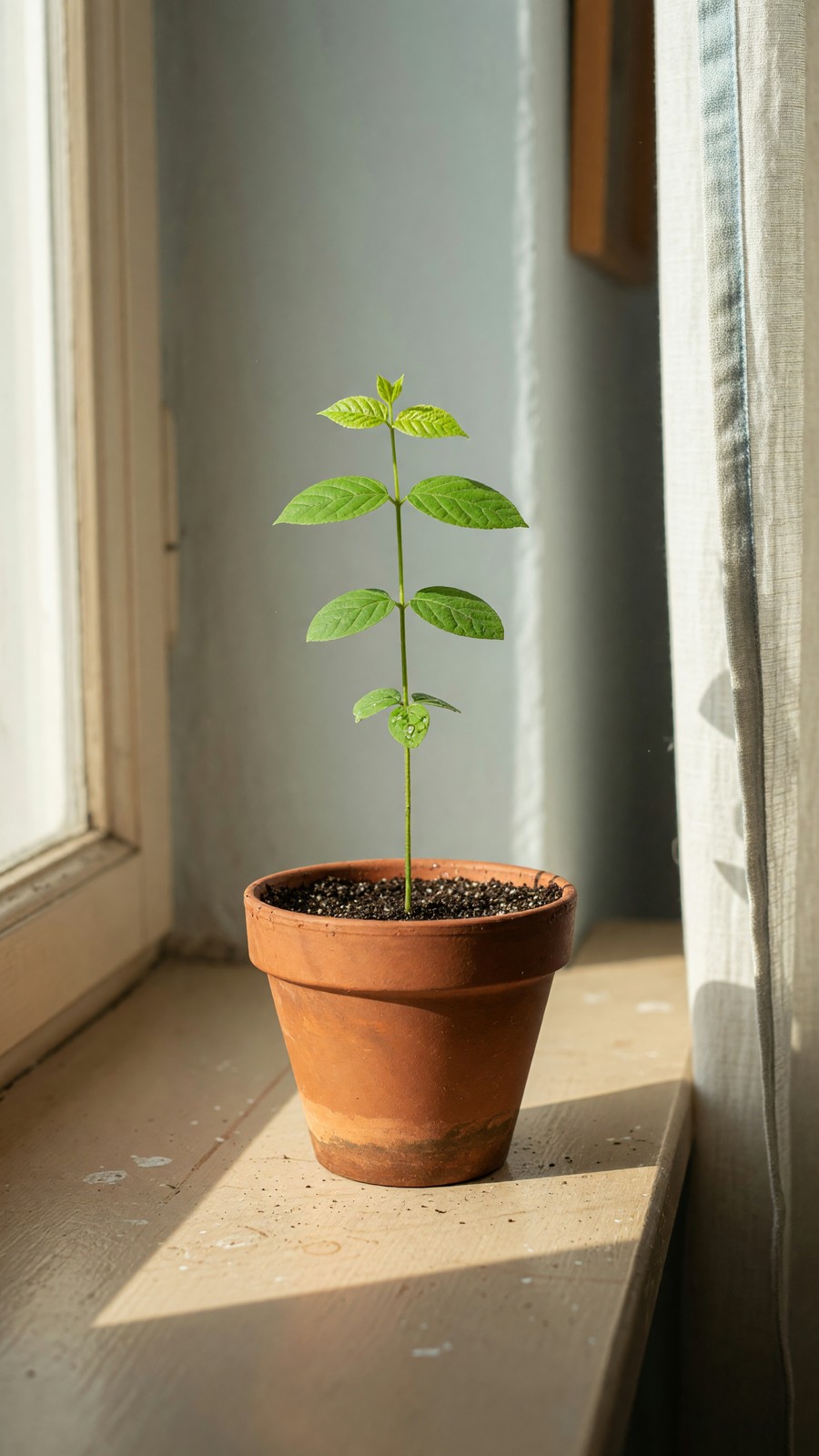 The Sapling