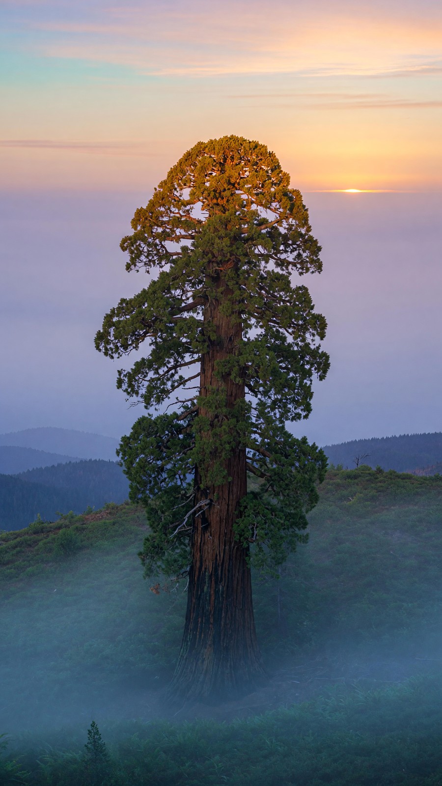 The Sequoia