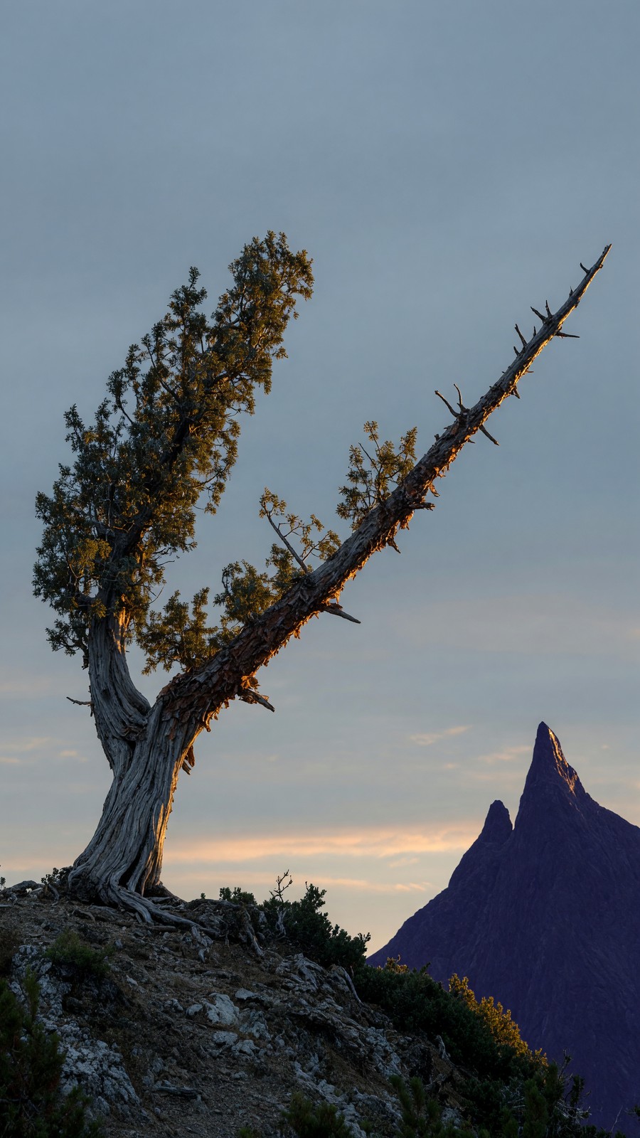 The Reach